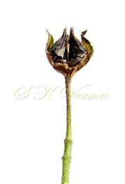   Fruit (Schizocarp)